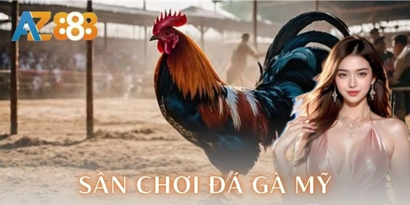  Chiến thuật cược trong sân chơi đá gà Mỹ
